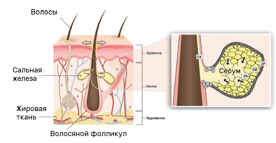 Schematic representation of the sebaceous gland and its infrastructure in the skin.