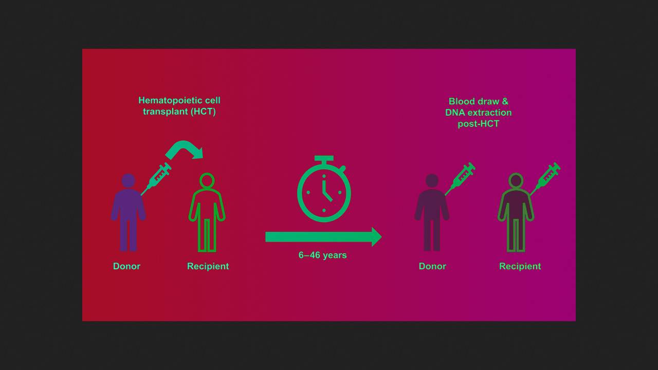 Донорские кроветворные клетки оказались не склонны накапливать мутации после пересадки