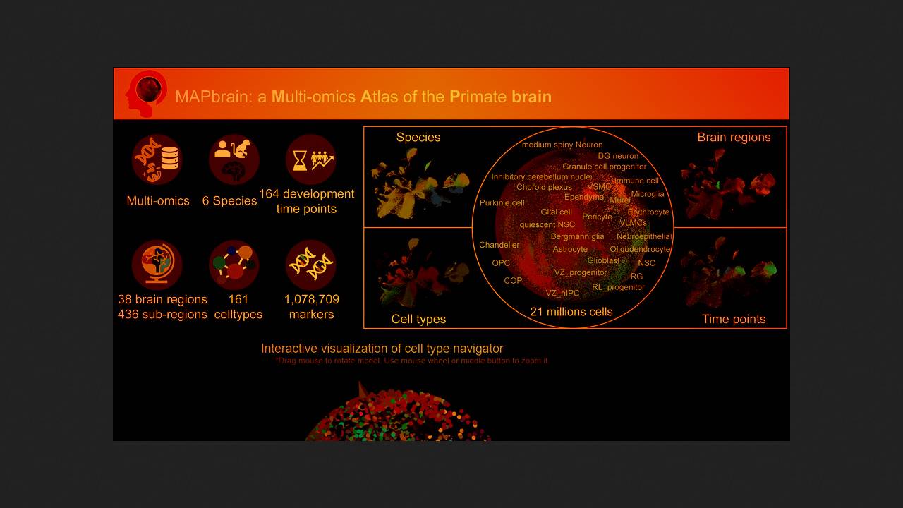 Мультиомный атлас мозга приматов выложили в открытый доступ
