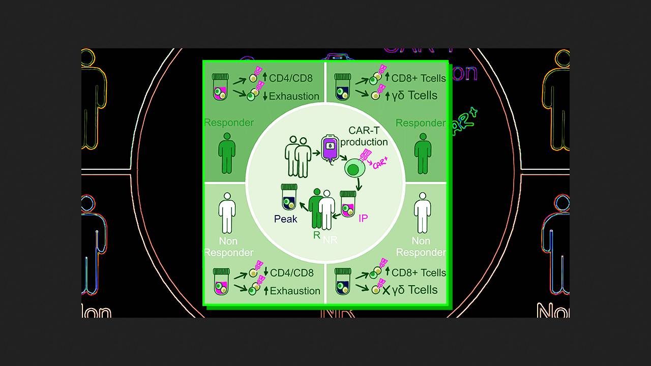 Стартовые характеристики Т-лимфоцитов повлияли на успех CAR-T-терапии