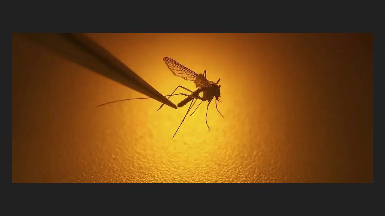 New malaria vaccine transmitted through GM mosquito bites