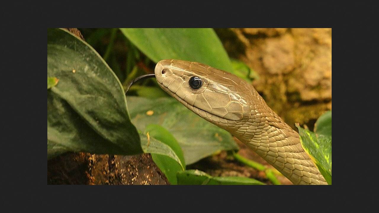 American injected himself with snake venom 856 times and helped create a serum for bites of 13 species of snakes