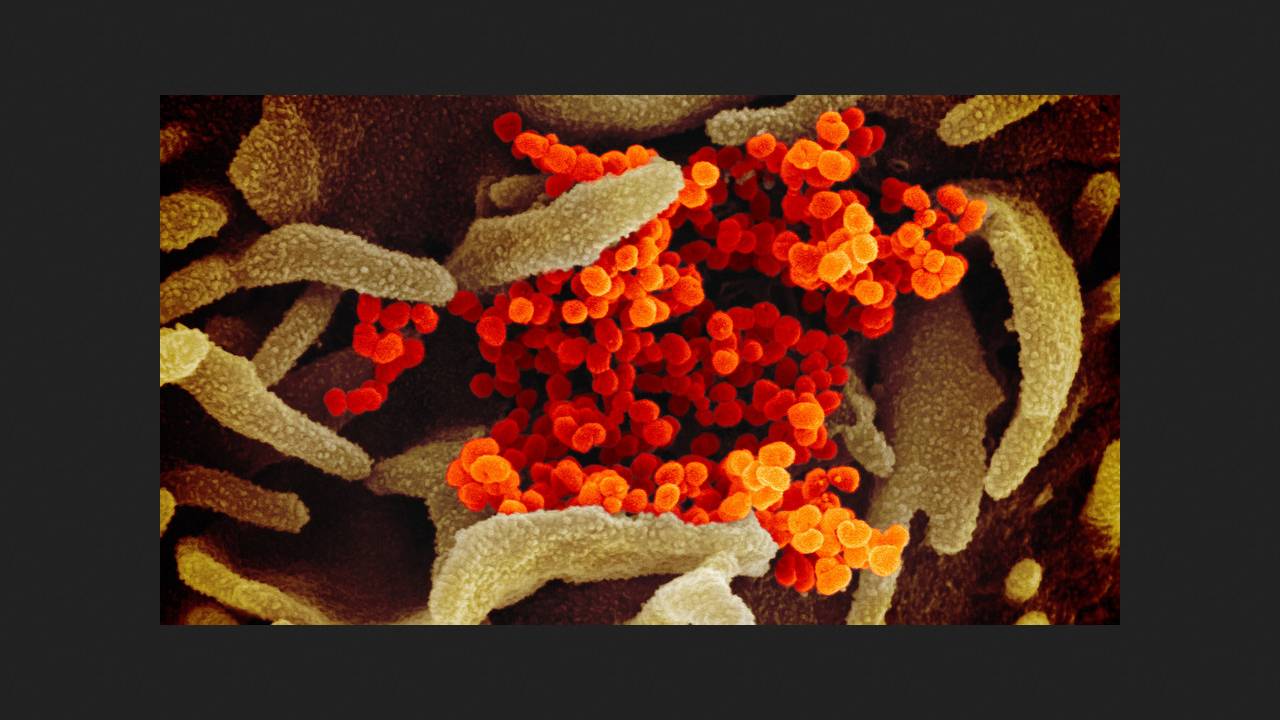 WHO recommends monovalent COVID vaccines based on JN.1 and LP.8.1 variants