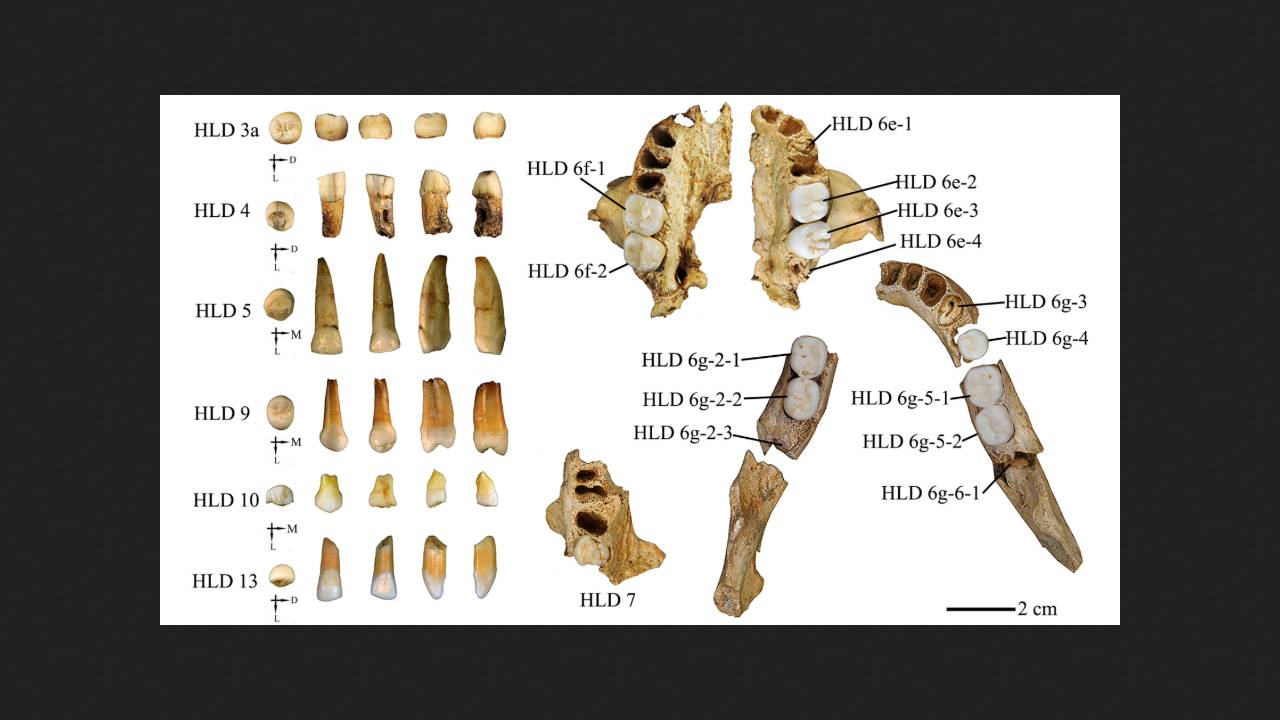 Paleoantropolodzy opisali 300 000-letnie zęby archaicznych ludzi z Chin