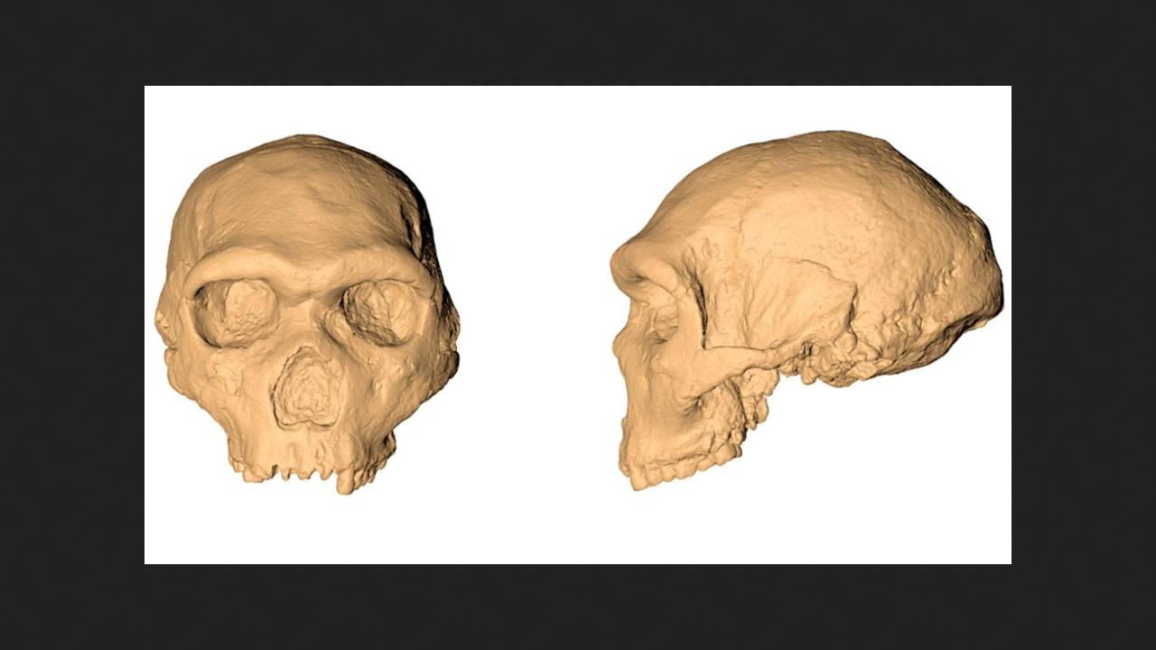 Heidelberg Man from Petralona Cave died at least 277 thousand years ago