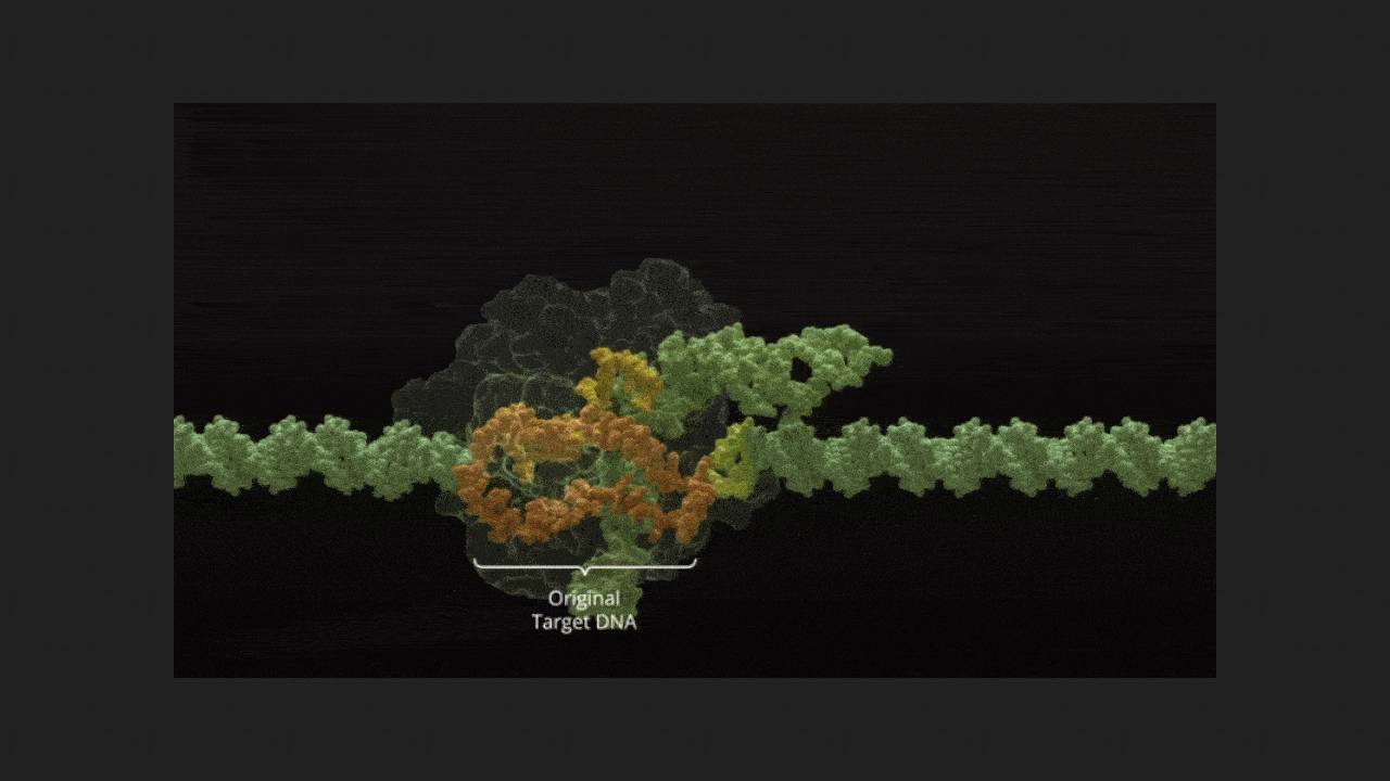 CRISPR therapy for sickle cell anemia and beta thalassemia has helped children under 12.